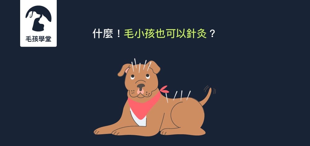 寵物也可以跟人一樣針灸嗎？寵物針灸的種類與適用的寵物疾病
