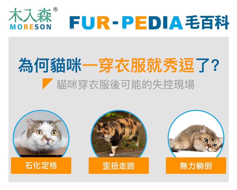 為何貓咪一穿衣服就秀逗了?