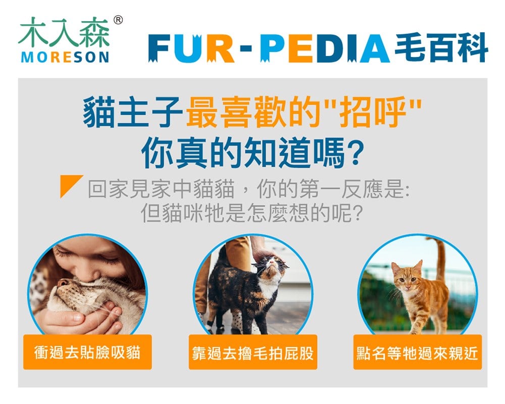 貓主子最喜歡的「招呼」，你真的知道嗎？