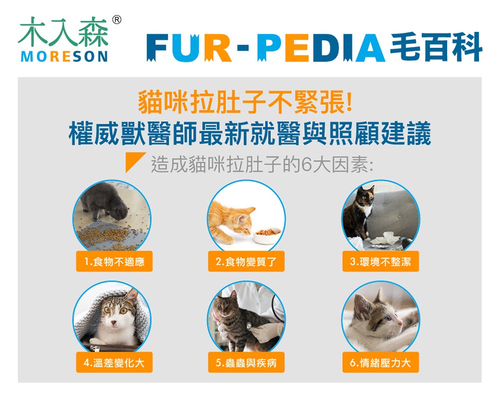 貓咪拉肚子怎麼辦？