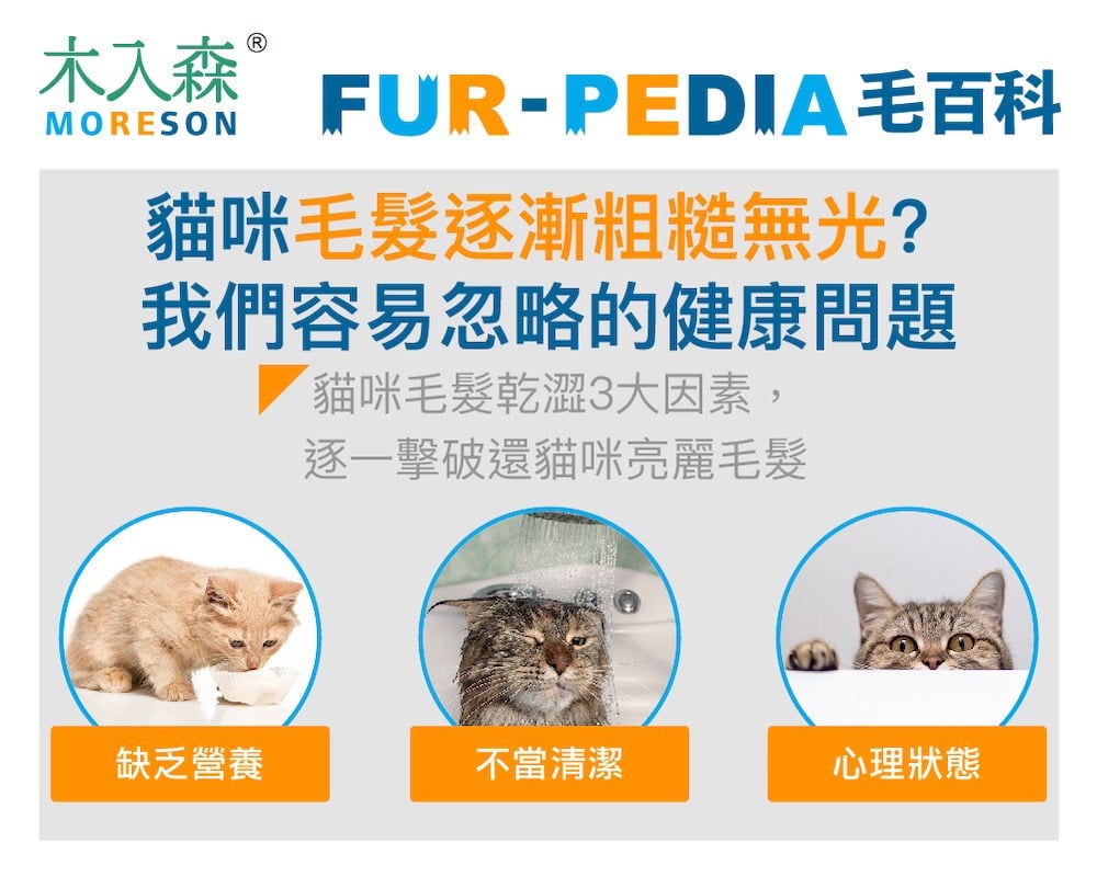 貓咪毛髮逐漸粗糙無光? 我們容易忽略的健康問題