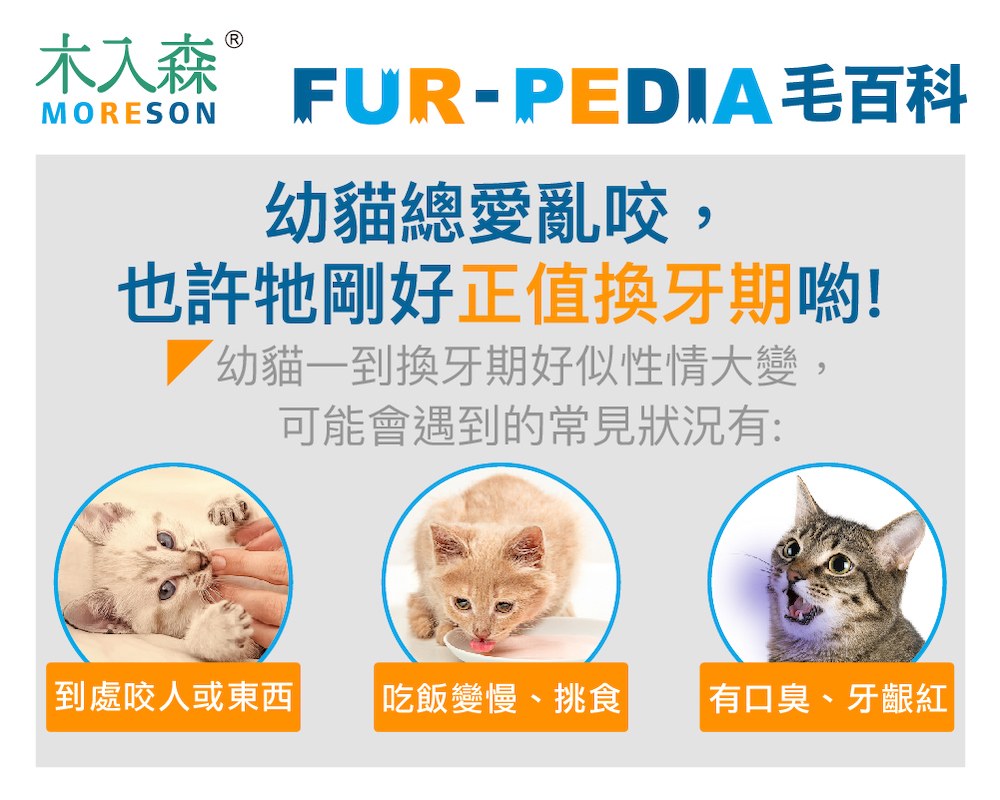 幼貓總愛亂咬，也許牠剛好正值換牙期？那些幼貓換牙期你該知道的事！