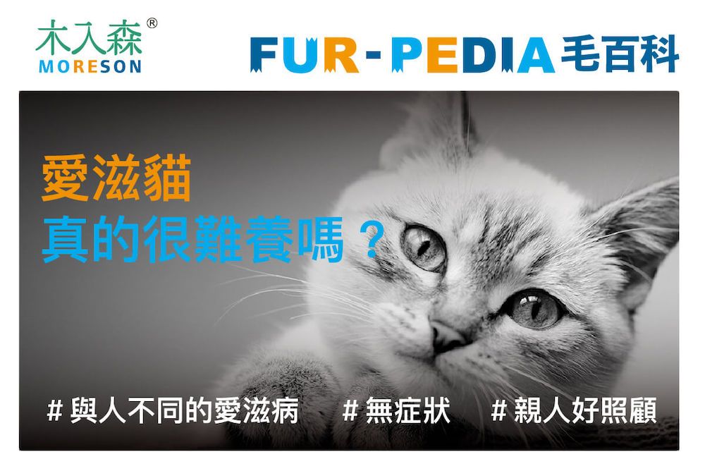 愛滋貓真的很難養嗎？日常照顧「一不四要」原則，愛滋貓也可以很長壽