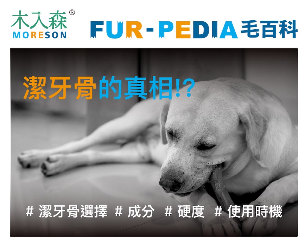 潔牙骨的真相!?