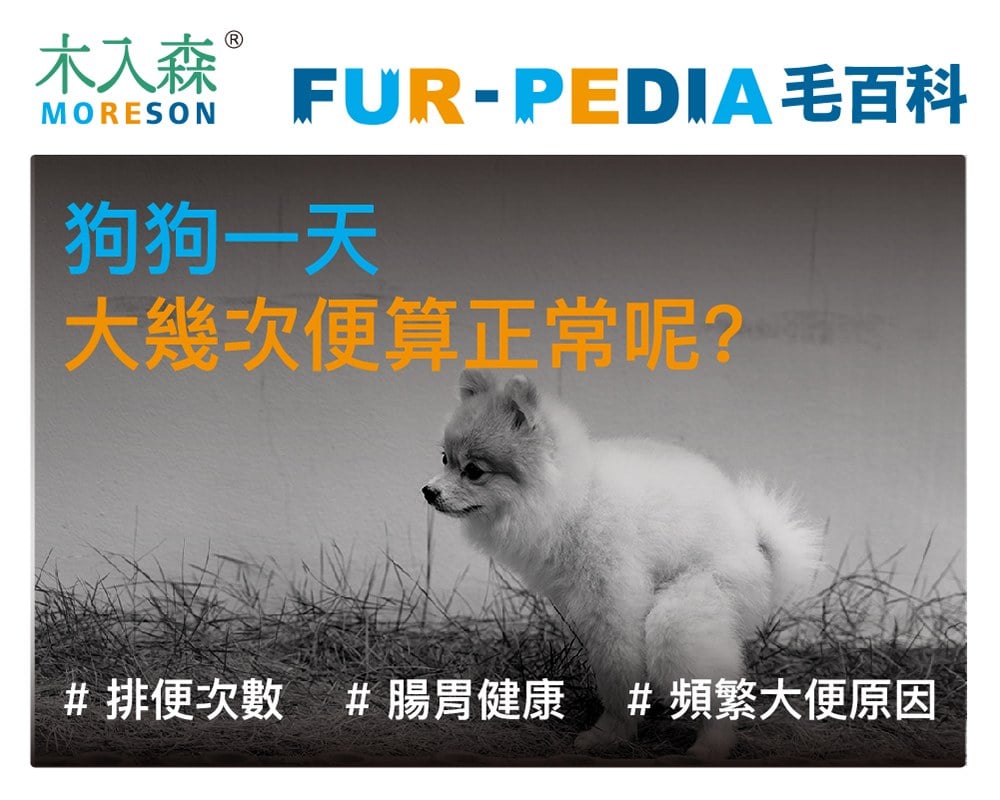 狗狗一天大便幾次算正常呢？大太多、都沒大，都要注意