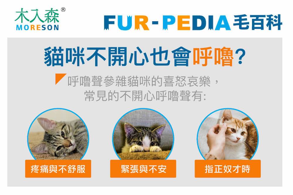貓咪不開心也會呼嚕?