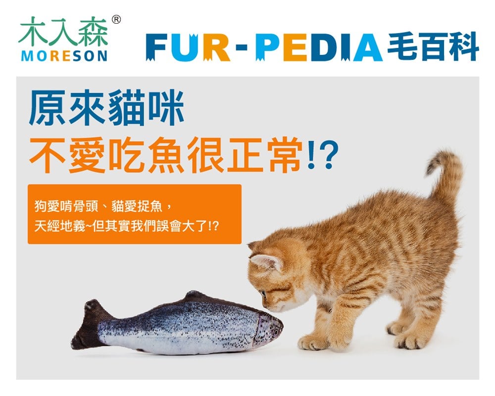 貓咪可以吃魚嗎？偷偷告訴你，貓咪不愛吃魚其實很正常