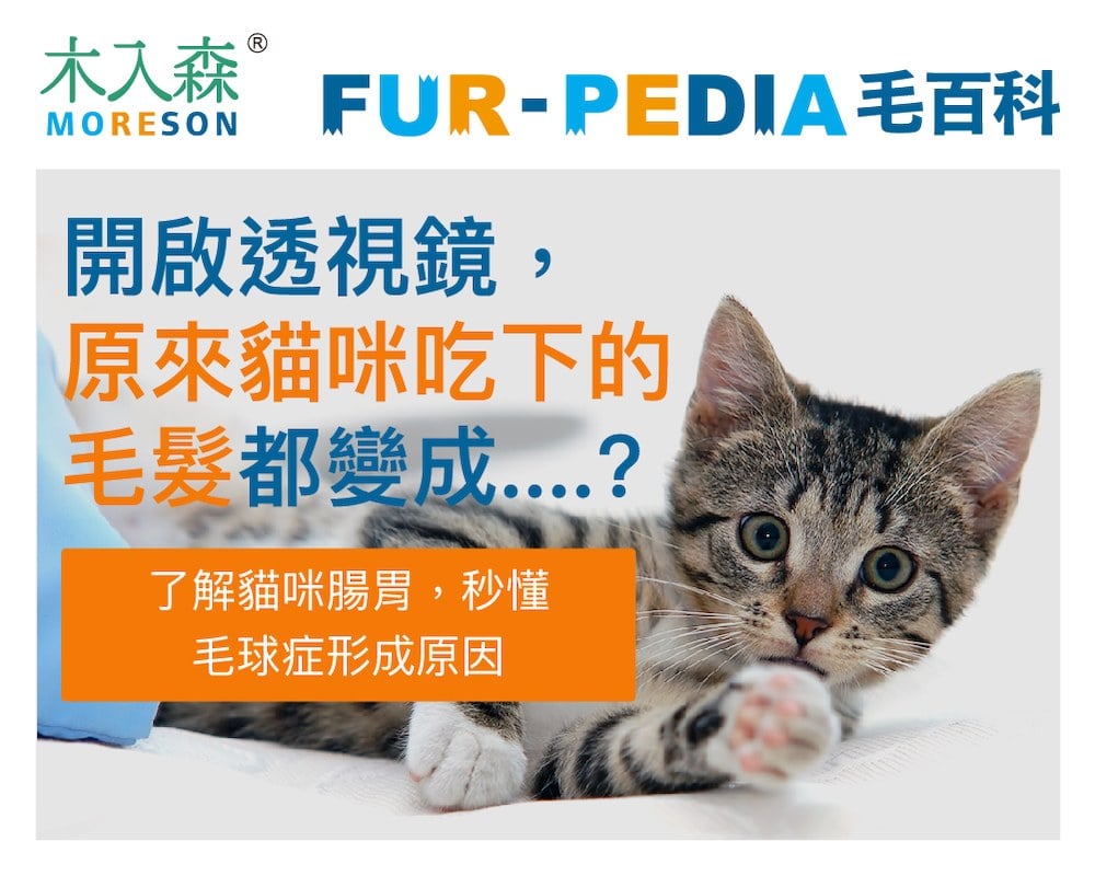 開啟透視鏡，原來貓咪吃下的毛髮都變成....?