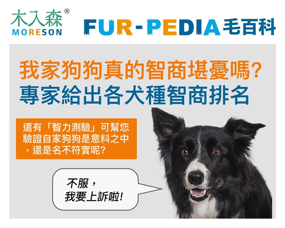 2025狗狗智商排行榜，3分鐘立即測驗！你家的狗狗算是聰明嗎？
