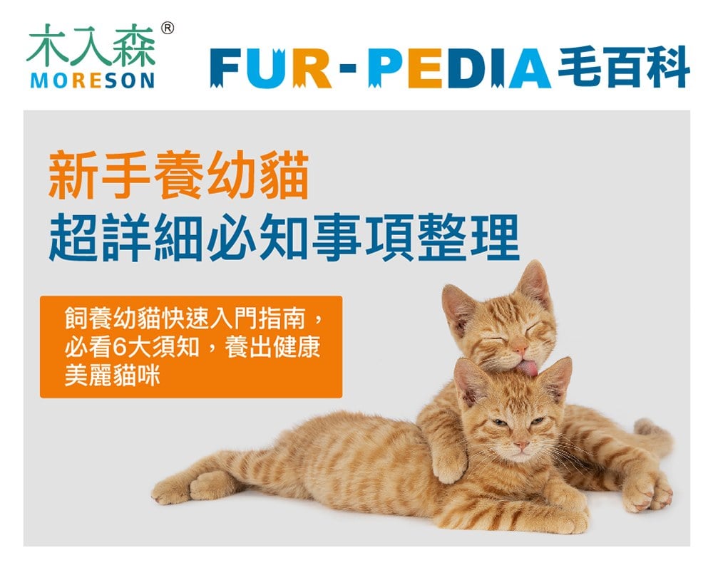 新手大戰幼貓！《幼貓教戰守則》新手養貓必看攻略！