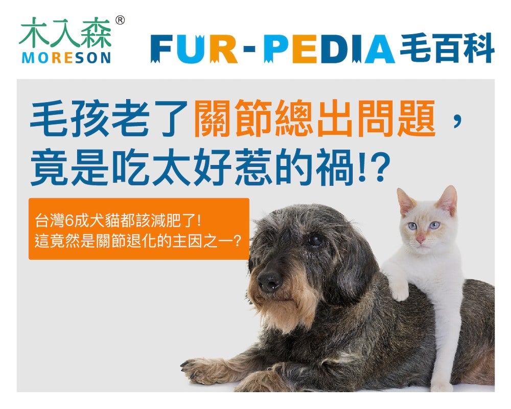 毛孩老了關節總出問題，竟是吃太好惹的禍!?