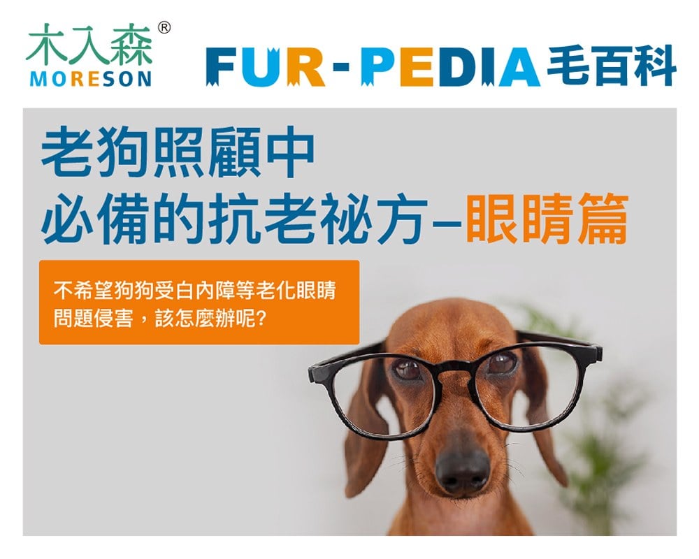 《老狗照顧-教戰守則》【眼睛篇】狗狗眼睛老化常見的白內障、青光眼、乾眼症