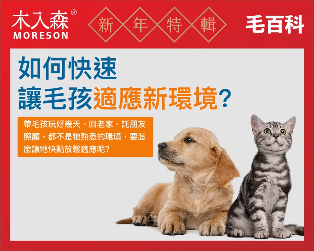 狗狗貓咪一到新環境就一直叫？這「3」個方法幫助寵物適應陌生環境