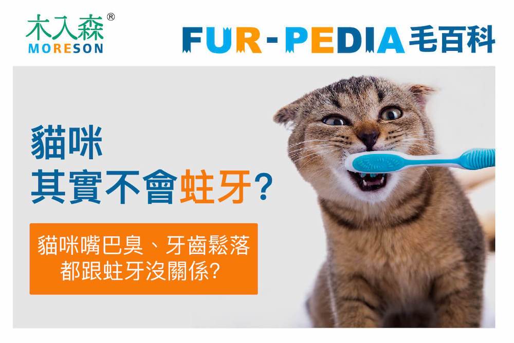 貓咪其實不會蛀牙？貓咪口腔問題有80%來自惱人的牙菌斑