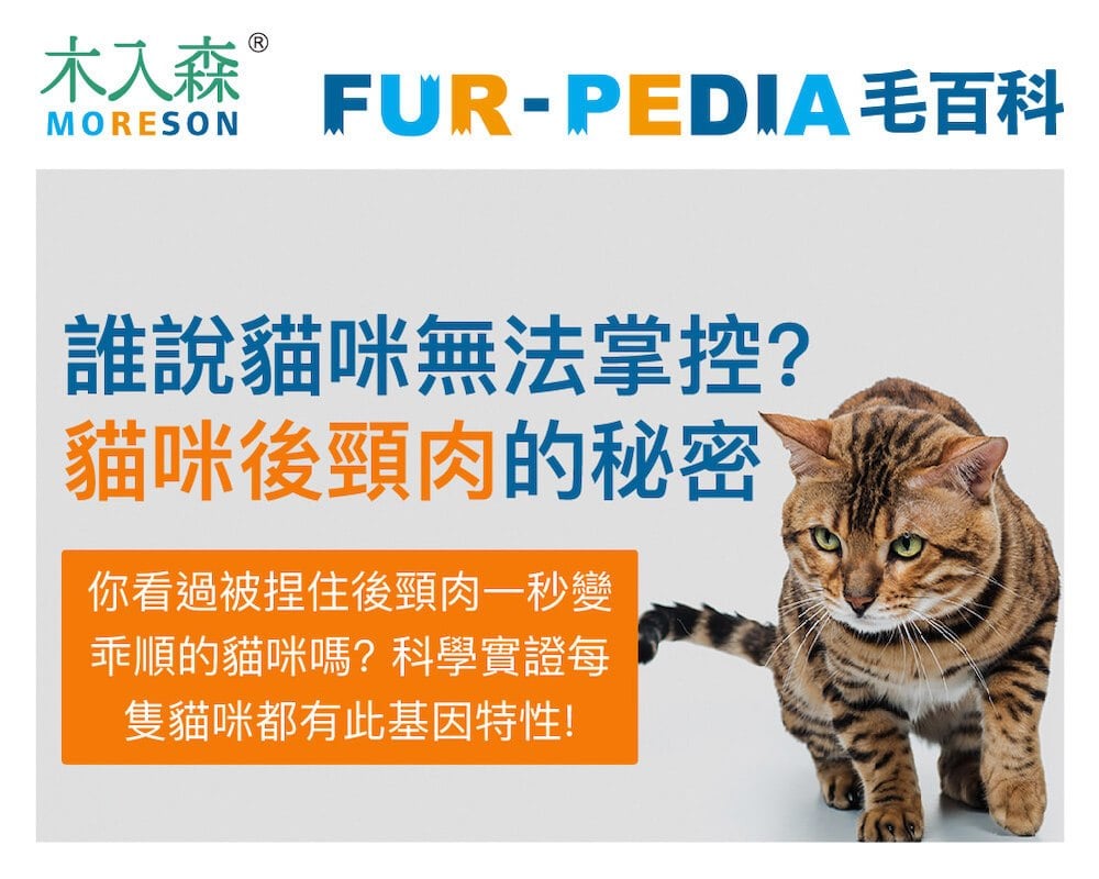 誰說貓咪無法掌控？貓咪後頸肉的秘密