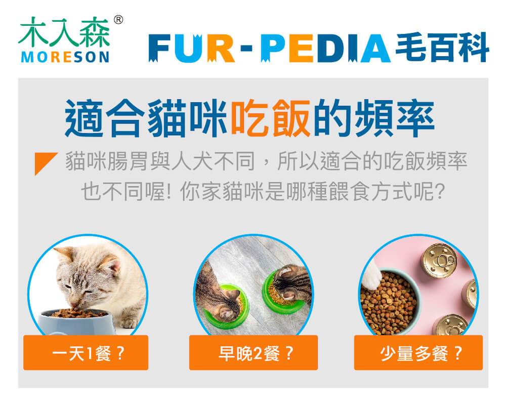 最適合貓咪吃飯的頻率