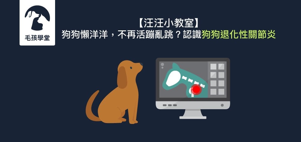 認識狗狗退化性關節炎，老狗上年紀關節退化了該怎麼辦？