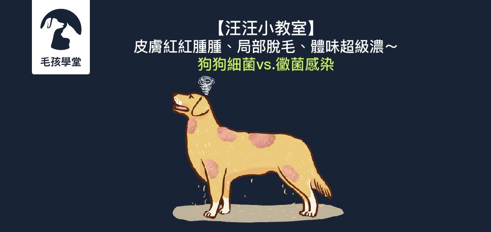 【汪汪小教室】皮膚紅紅腫腫、局部脫毛、體味超級濃～狗狗細菌vs.黴菌感染