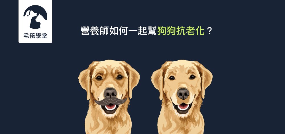 如何一起幫狗狗抗老化？狗狗老年後的生活模式建議