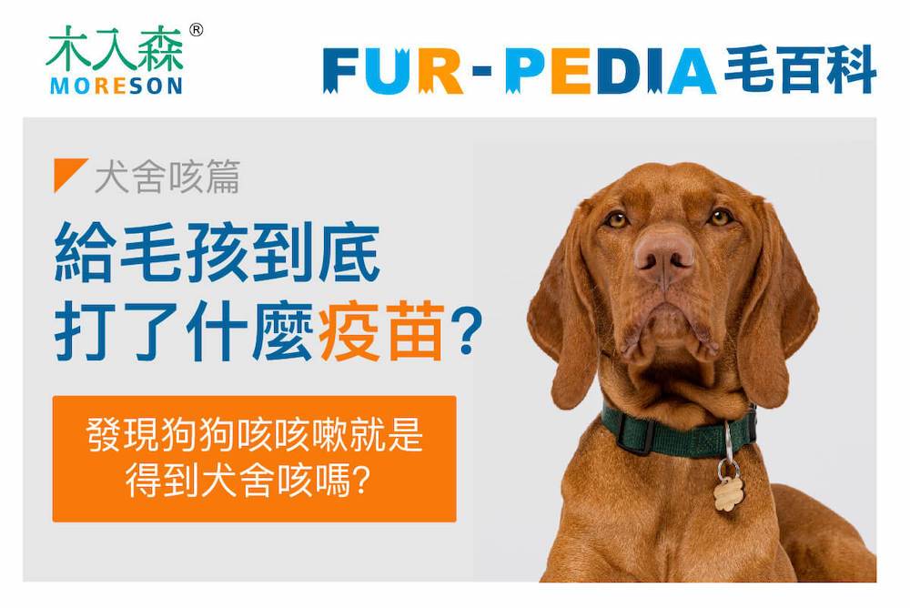 我給毛孩到底打了什麼疫苗?-犬舍咳篇
