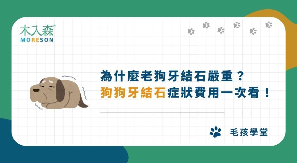 為什麼老狗牙結石嚴重？狗狗牙結石症狀、費用一次看！