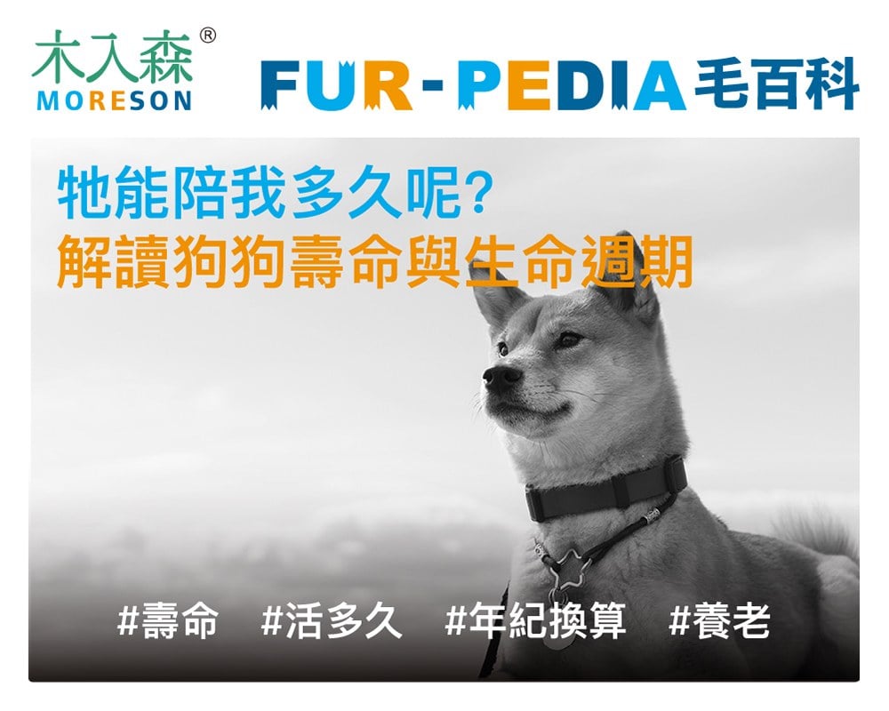 狗狗壽命如何換算？不同狗種平均壽命，老化後該如何照顧？