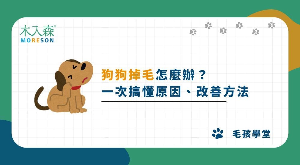 狗狗掉毛怎麼辦？一次搞懂原因、改善方法