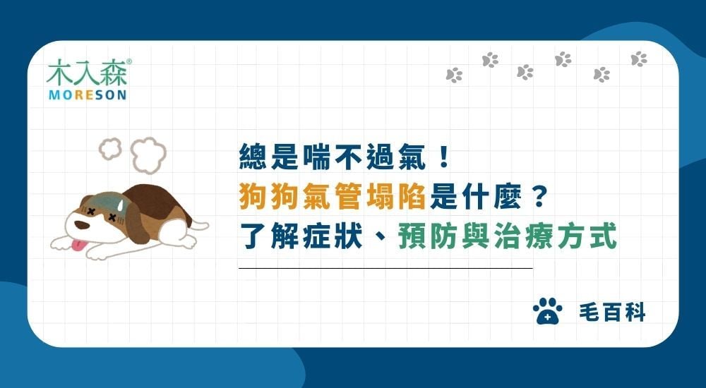 總是喘不過氣！狗狗氣管塌陷是什麼？了解症狀、預防與治療方式