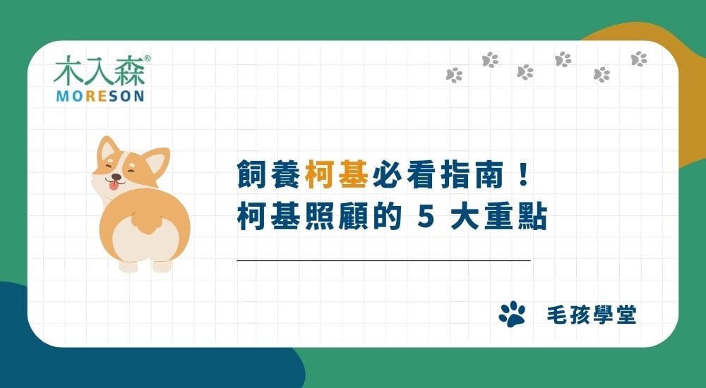 2025飼養柯基必看指南！柯基照顧的 5 大重點