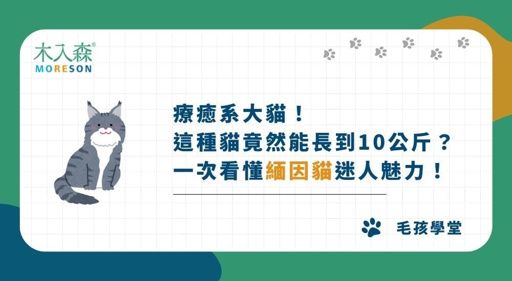 療癒系大貓！緬因貓竟然能長到10公斤？一次看懂緬因貓迷人魅力！