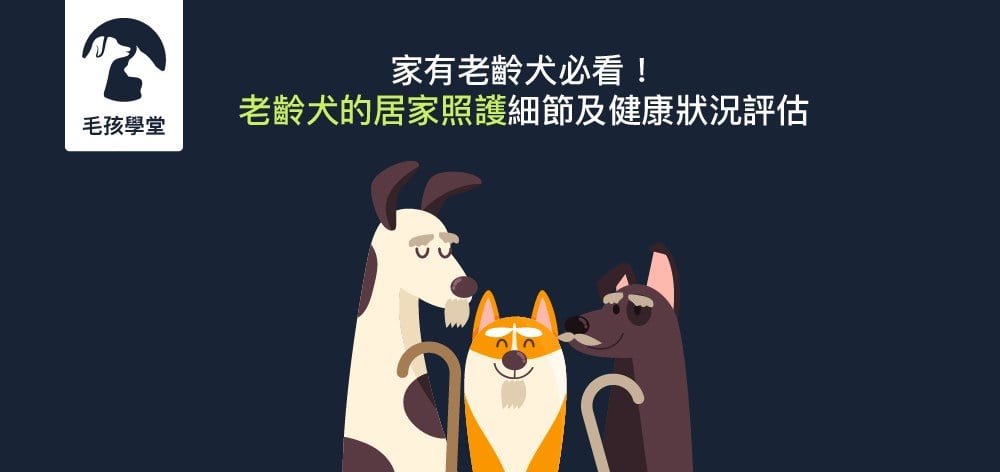 不得不面對！狗狗老了如何照顧？2025老狗照顧要注意的9大重點！