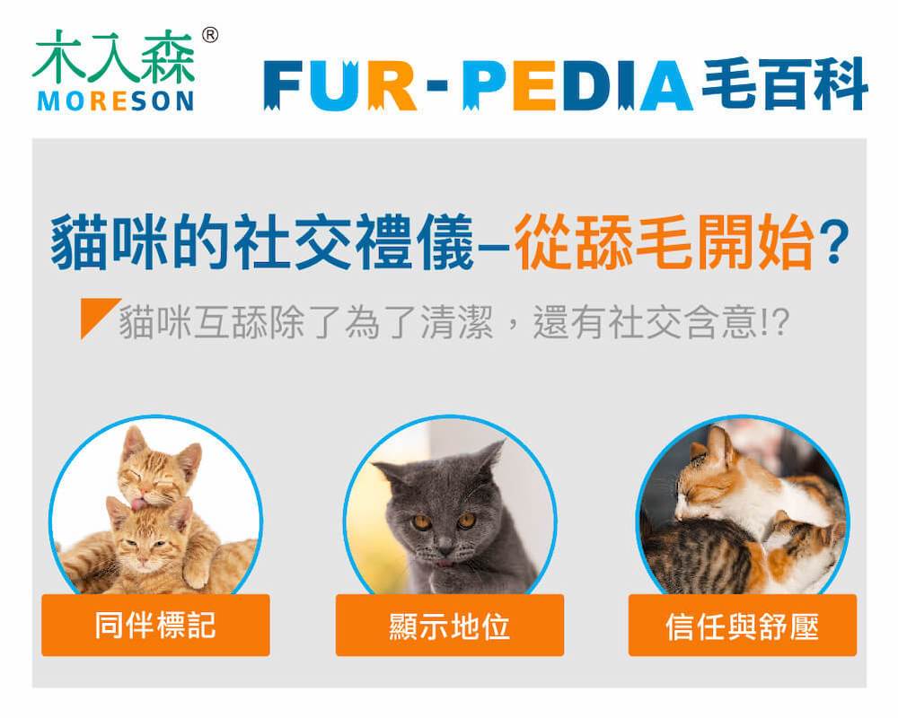 打架到一半突然開始舔毛！貓咪舔毛還有哪些社交意義？