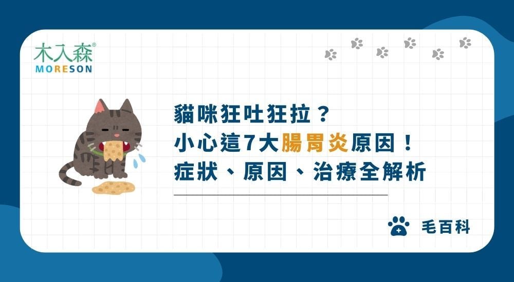貓咪狂吐狂拉？小心這7大腸胃炎原因！貓咪腸胃炎的症狀、原因、治療全解析