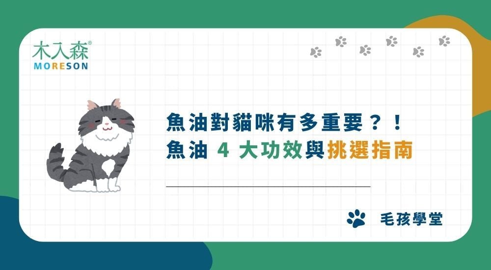 如何挑選適合貓咪的魚油？貓咪魚油 4 大功效與挑選指南