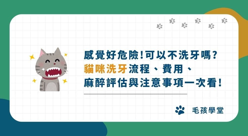 感覺好危險！可以不洗牙嗎？ 貓咪洗牙流程、費用、 麻醉評估與注意事項一次看！
