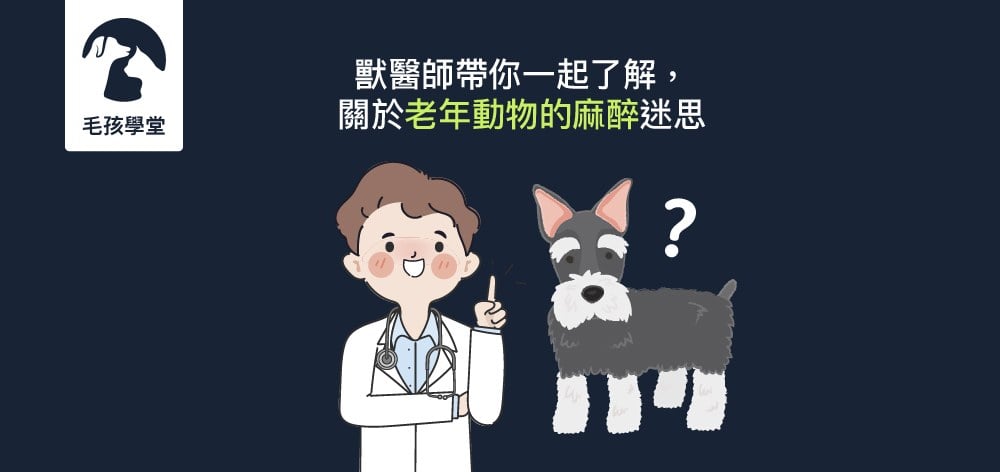獸醫師帶你一起了解 關於老年動物的麻醉迷思