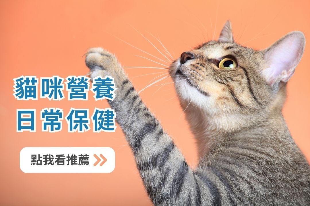 《寵物保健食品聖經》推薦必看!貓咪狗狗保健品到底該如何挑選? 《寵物保健食品聖經》推薦必看!貓咪狗狗保健品到底該如何挑選?