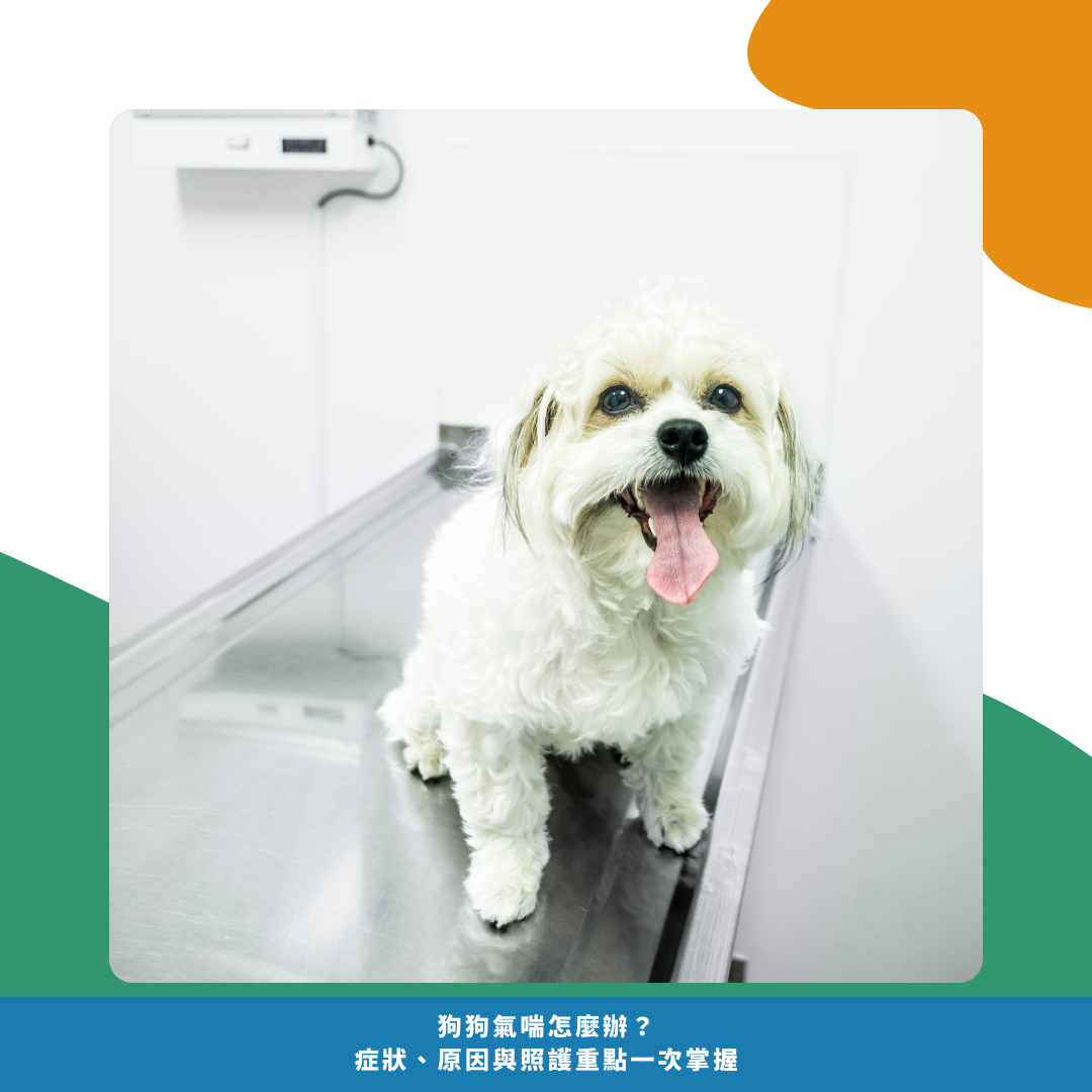 什麼是狗狗氣喘 什麼是狗狗氣喘