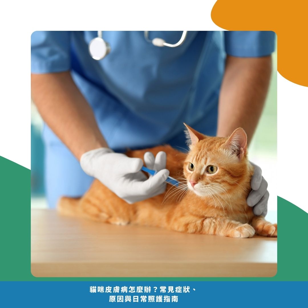 什麼時候要帶貓咪去看獸醫? 什麼時候要帶貓咪去看獸醫?