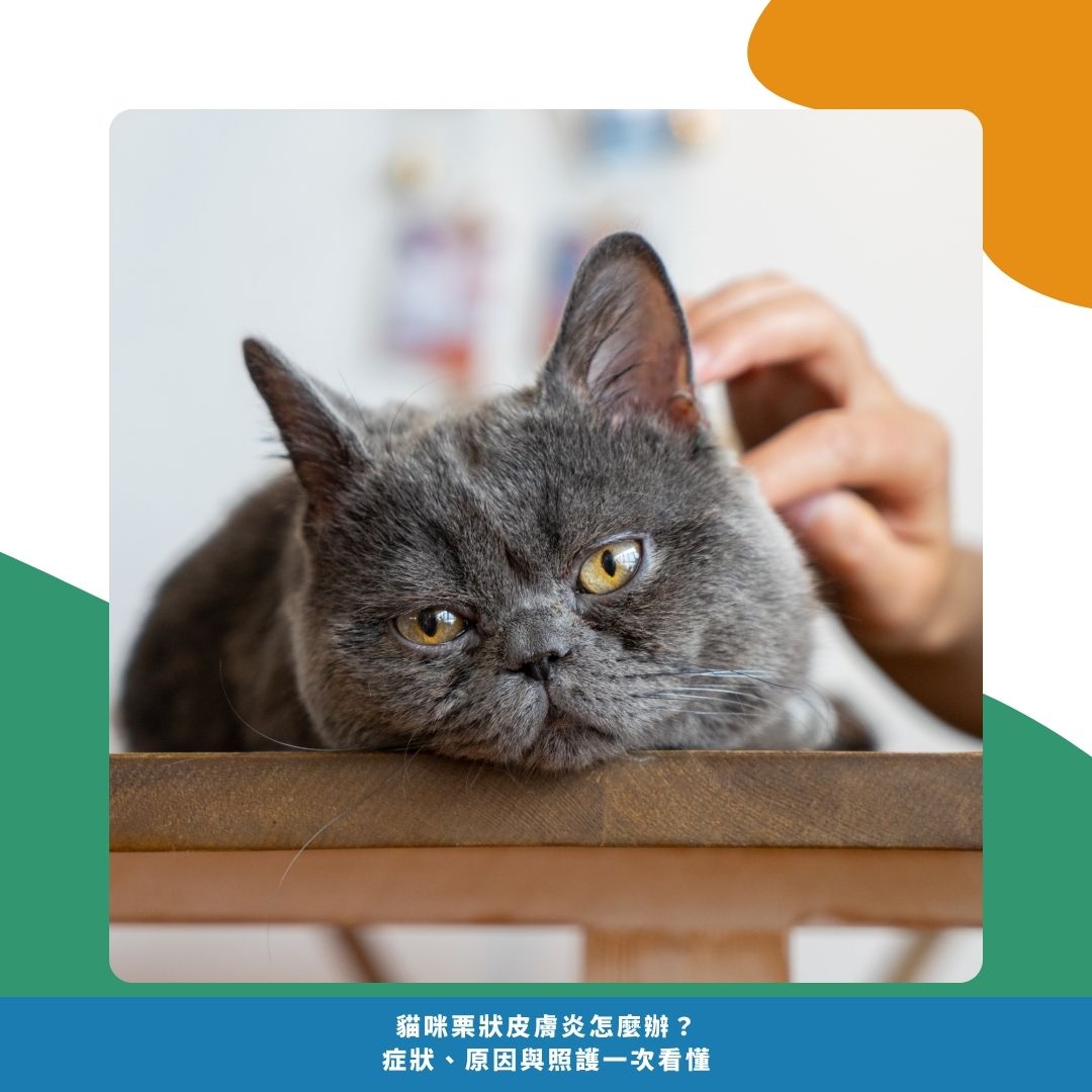 何時該帶貓咪去看獸醫? 何時該帶貓咪去看獸醫?