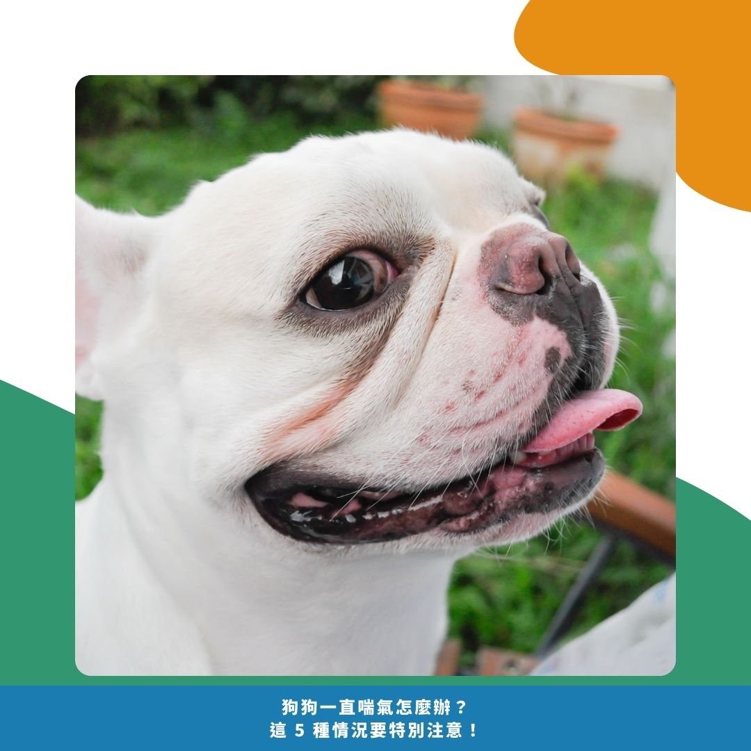 夏天狗狗喘氣的 5 大常見原因 夏天狗狗喘氣的 5 大常見原因