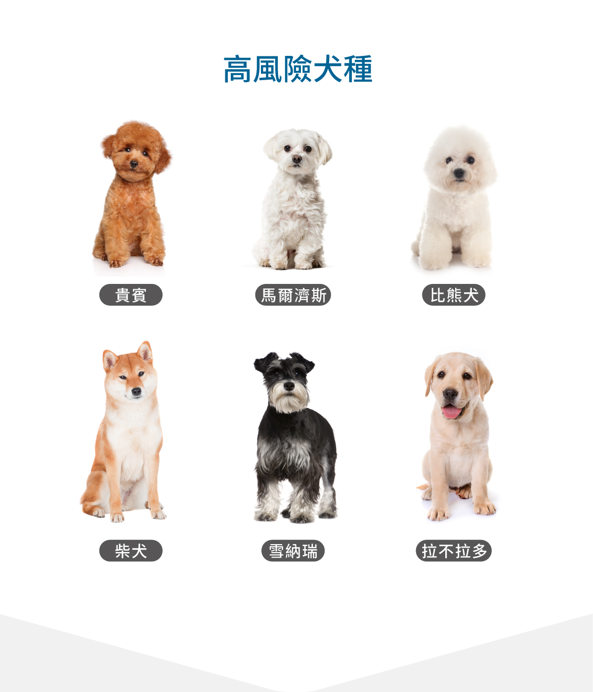 木入森 犬寶好眼力60顆|狗狗葉黃素 木入森 犬寶好眼力60顆|狗狗葉黃素