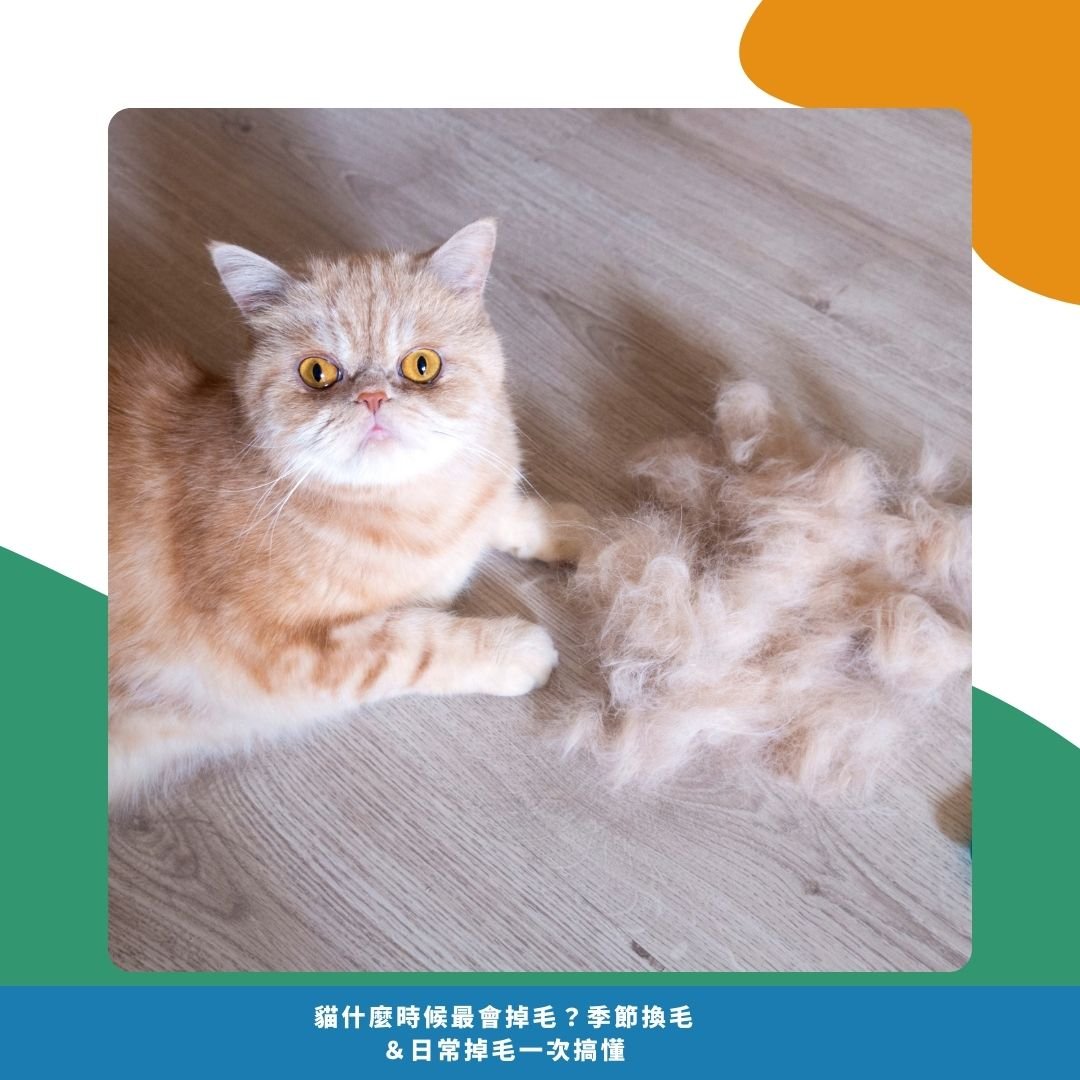 如何判斷貓咪是正常掉毛 vs. 異常掉毛 如何判斷貓咪是正常掉毛 vs. 異常掉毛