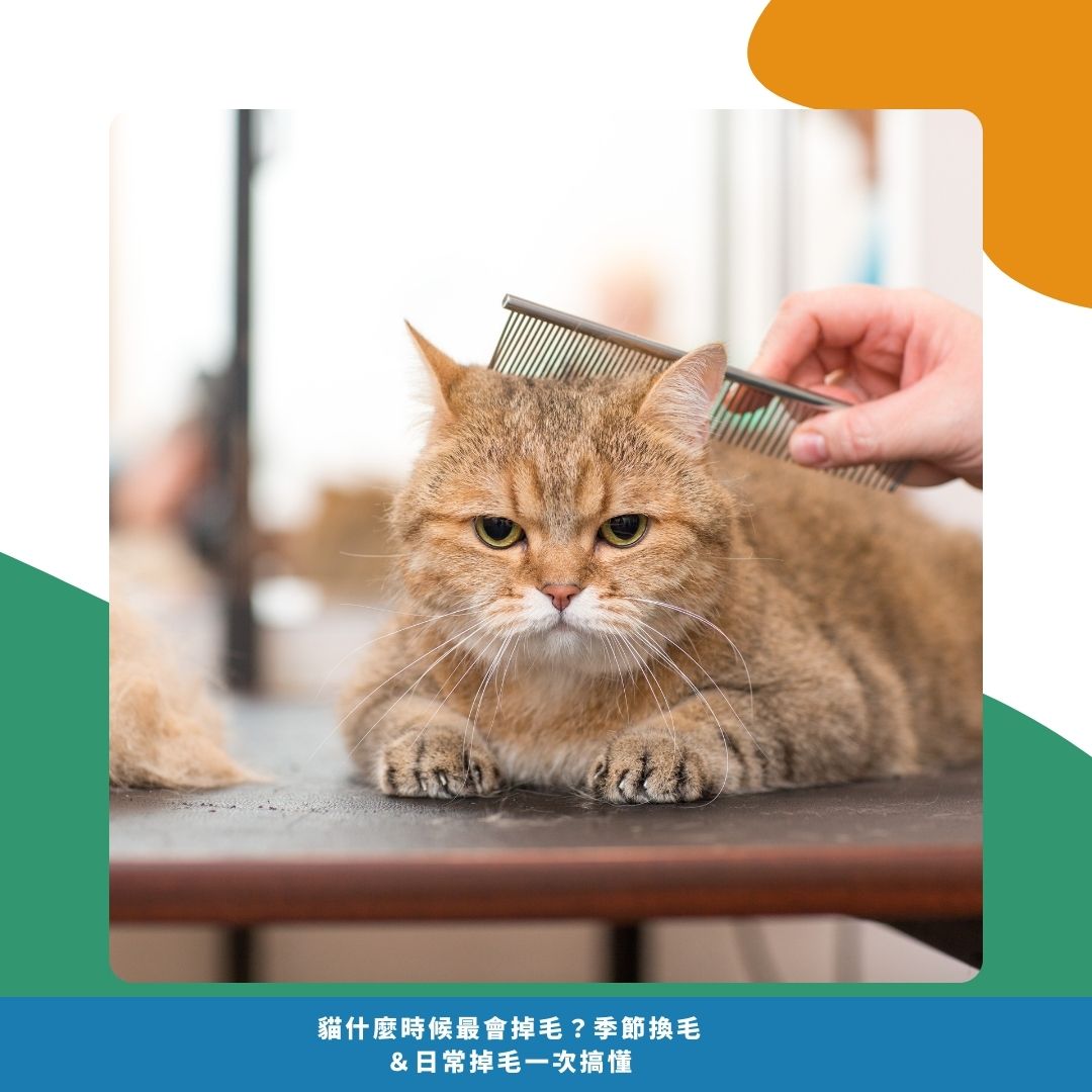 如何減少貓咪掉毛困擾? 如何減少貓咪掉毛困擾?