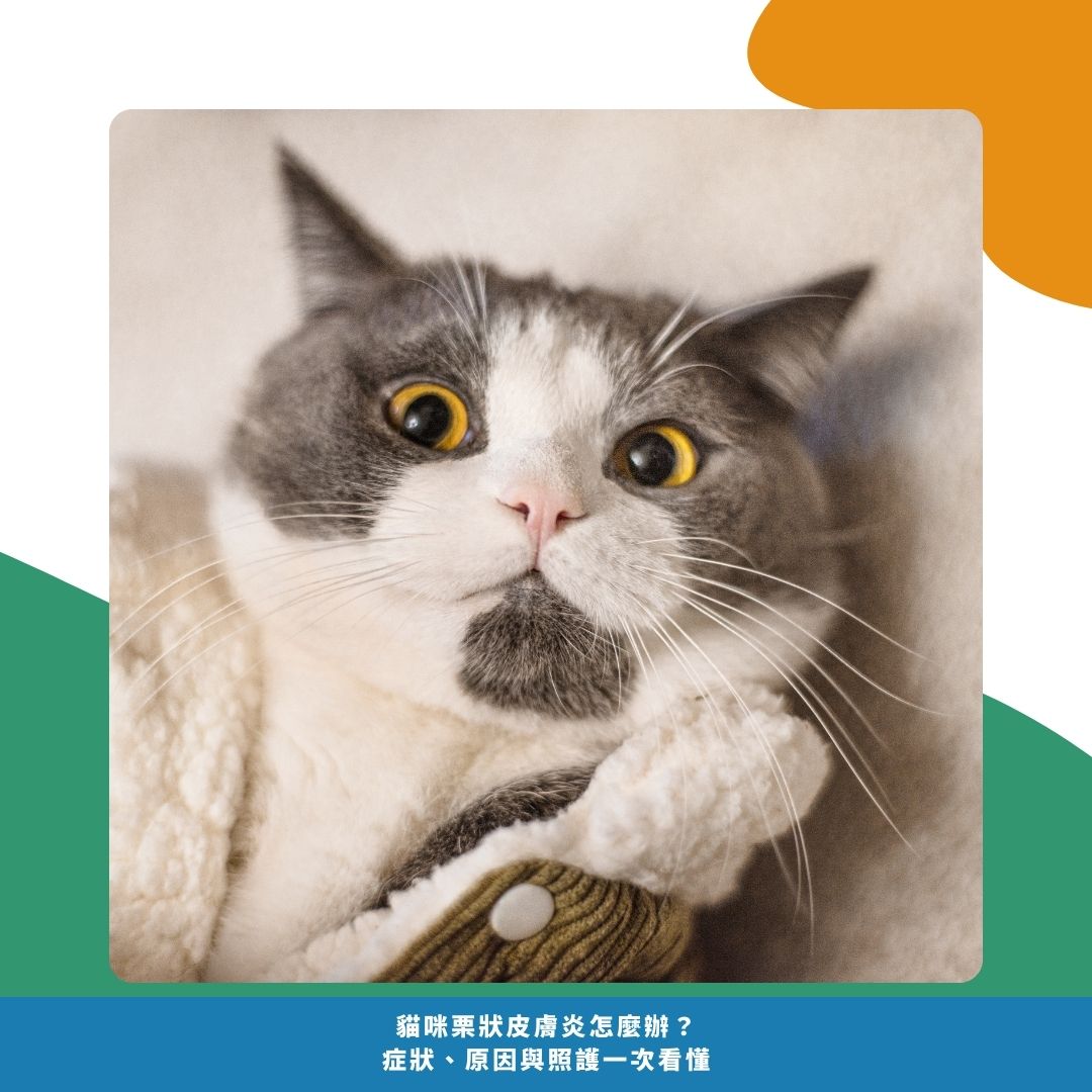 如何預防貓咪栗狀皮膚炎 如何預防貓咪栗狀皮膚炎