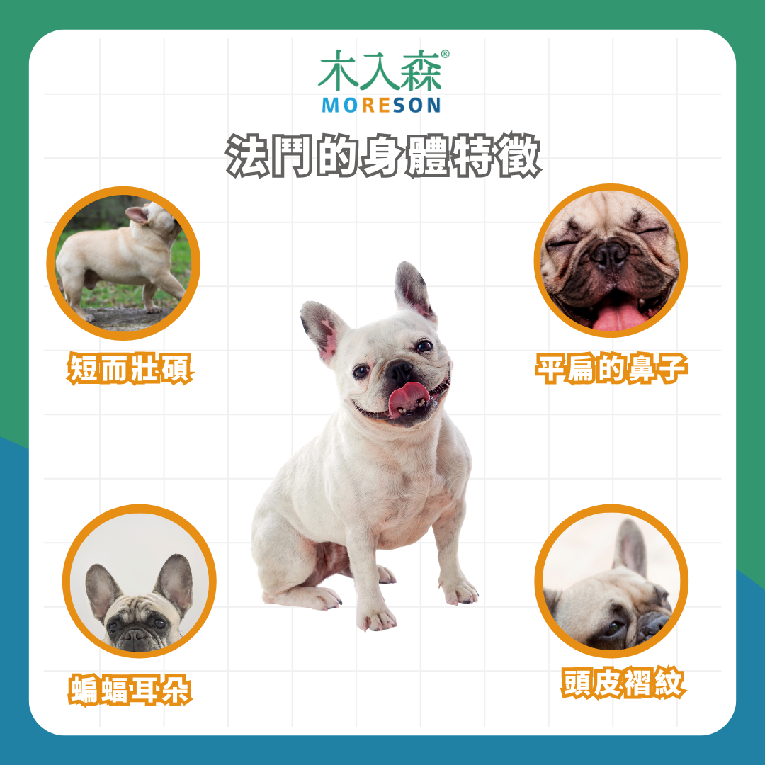 飼養法鬥必看指南!法國鬥牛犬 6 大特質&知識 飼養法鬥必看指南!法國鬥牛犬 6 大特質&知識