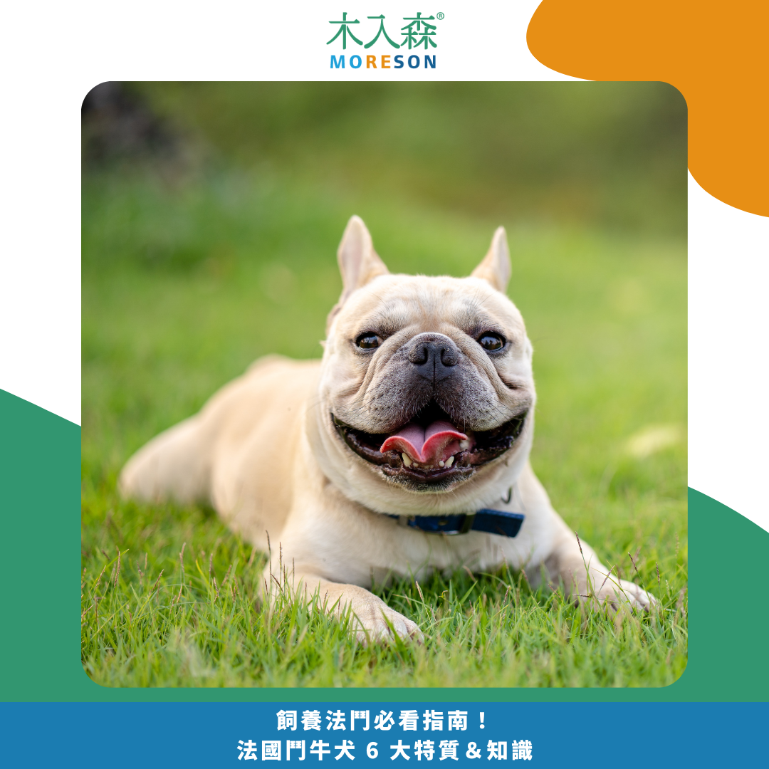 飼養法鬥必看指南!法國鬥牛犬 6 大特質&知識 飼養法鬥必看指南!法國鬥牛犬 6 大特質&知識