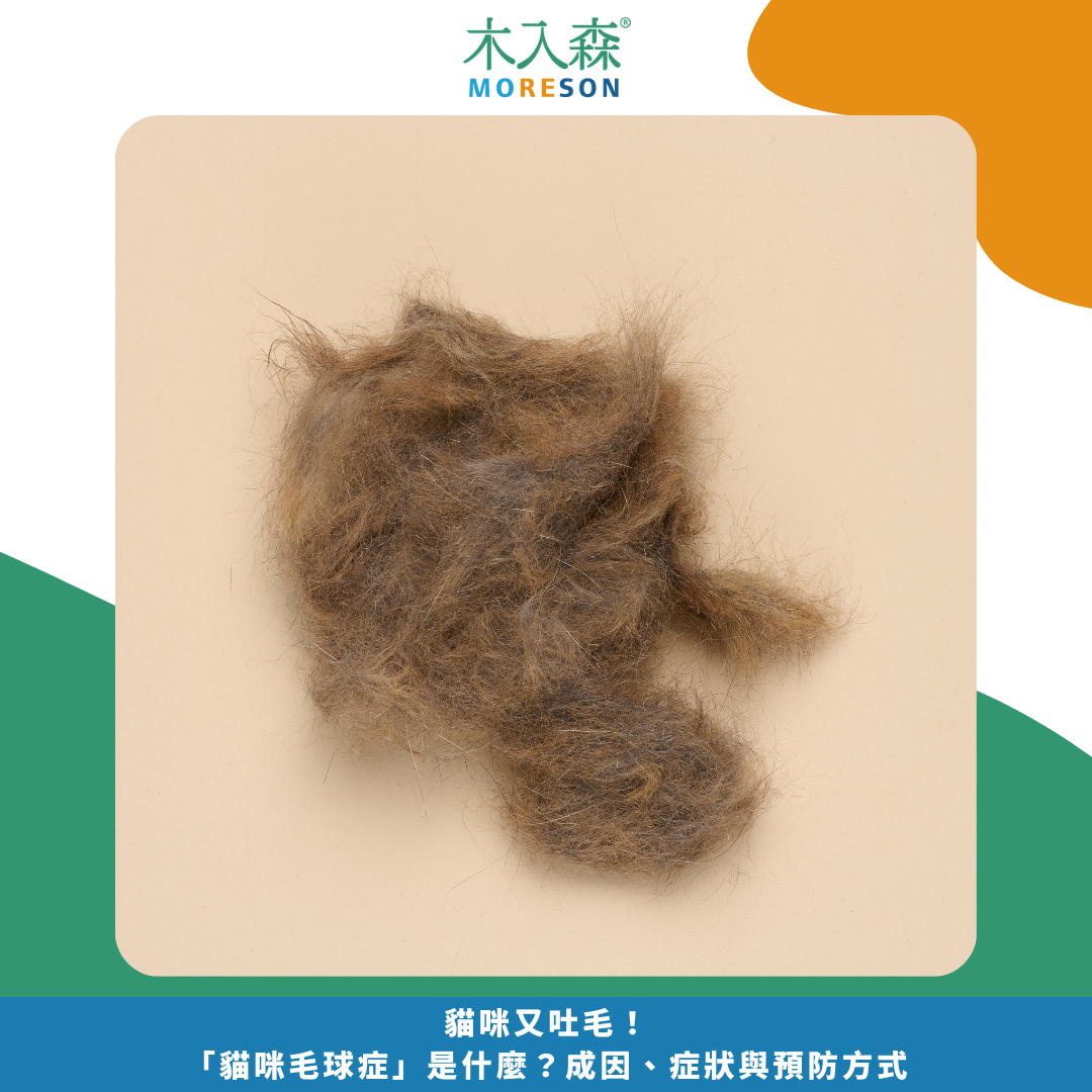 貓咪又吐毛!「貓咪毛球症」是什麼?成因、症狀與預防方式 貓咪又吐毛!「貓咪毛球症」是什麼?成因、症狀與預防方式