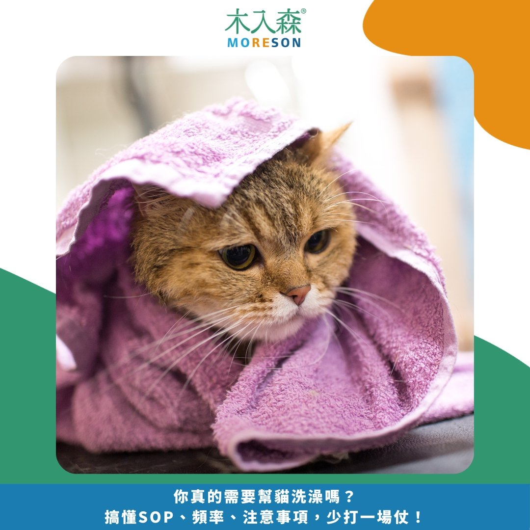 你真的需要幫貓洗澡嗎?搞懂SOP、頻率、注意事項,少打一場仗! 你真的需要幫貓洗澡嗎?搞懂SOP、頻率、注意事項,少打一場仗!