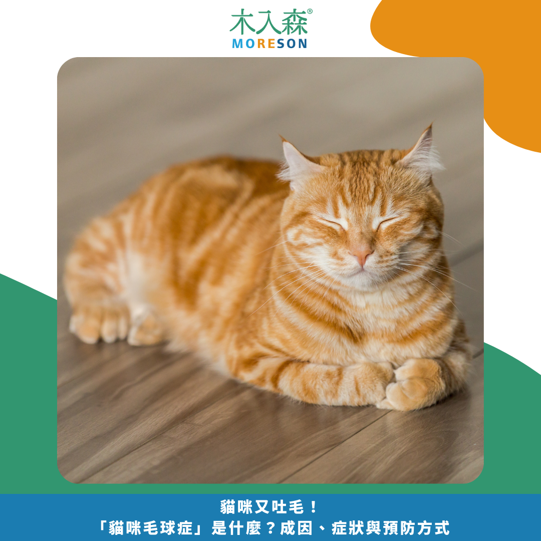 貓咪又吐毛!「貓咪毛球症」是什麼?成因、症狀與預防方式 貓咪又吐毛!「貓咪毛球症」是什麼?成因、症狀與預防方式